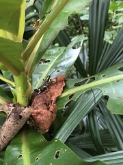 Traulia azureipennis