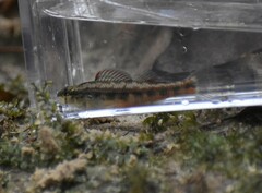 Etheostoma pyrrhogaster