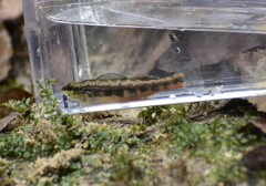 Etheostoma pyrrhogaster