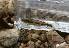 Etheostoma pyrrhogaster