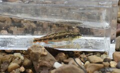 Etheostoma pyrrhogaster