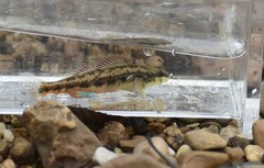 Etheostoma pyrrhogaster