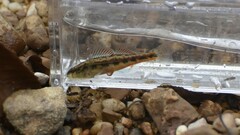 Etheostoma pyrrhogaster