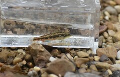 Etheostoma pyrrhogaster