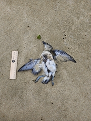 Pelecanoides urinatrix