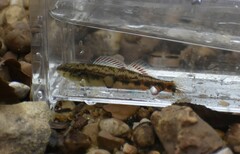 Etheostoma pyrrhogaster