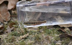 Etheostoma pyrrhogaster