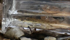 Etheostoma stigmaeum