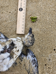 Pelecanoides urinatrix