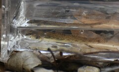 Etheostoma stigmaeum