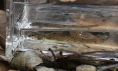 Etheostoma stigmaeum