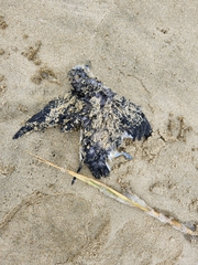Pelecanoides urinatrix
