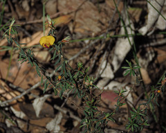Pultenaea reflexifolia