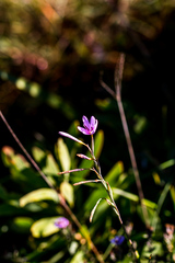Hesperantha mtamvunae