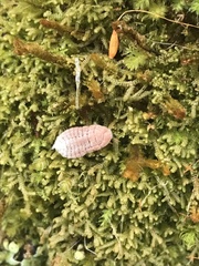 Coelostomidia zealandica