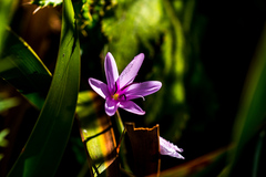 Hesperantha mtamvunae