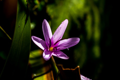 Hesperantha mtamvunae