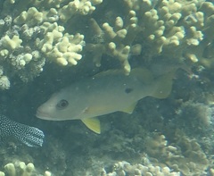 Lutjanus monostigma