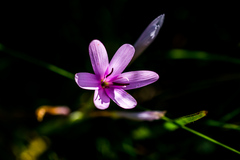 Hesperantha mtamvunae