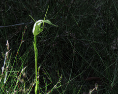 Pterostylis falcata