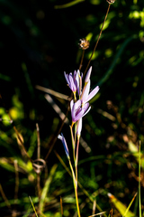 Hesperantha mtamvunae