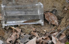 Etheostoma zonistium