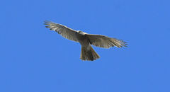 Accipiter