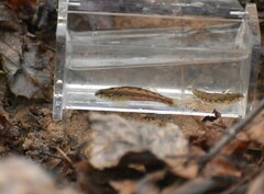 Etheostoma zonistium