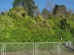 Pueraria montana lobata