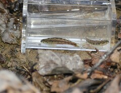 Etheostoma zonistium