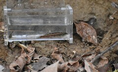 Etheostoma zonistium