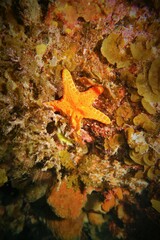 Pentagonaster duebeni