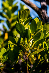 Pterocelastrus echinatus