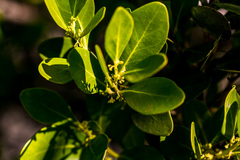 Pterocelastrus echinatus