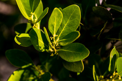 Pterocelastrus echinatus