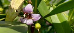 Myoporum bontioides