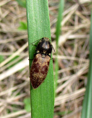 Prosternon tessellatum