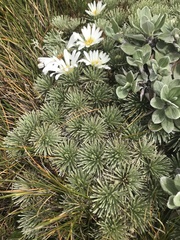 Celmisia sessiliflora