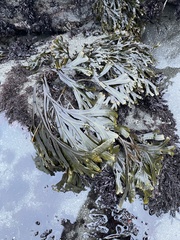 Fucus distichus