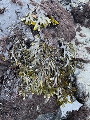 Fucus distichus