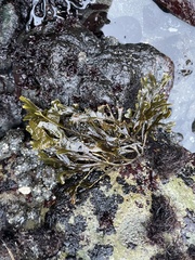Fucus distichus