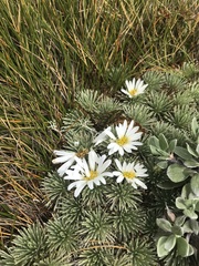 Celmisia sessiliflora