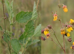 Hermannia prismatocarpa