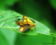 Ampittia dioscorides