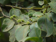 Psydrax umbellata