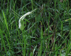 Pterostylis falcata