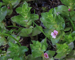 Gratiola peruviana