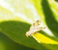 Austrotephritis poenia