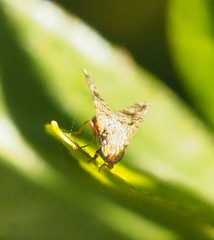 Austrotephritis poenia