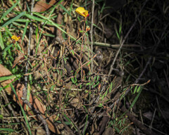 Pultenaea reflexifolia